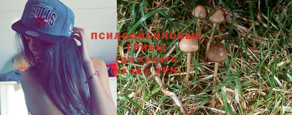 гашик Алексин